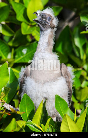 Chick of Red-footed booby (Sula sula) on Genovesa island, Galapagos National Park, Ecuador Stock Photo