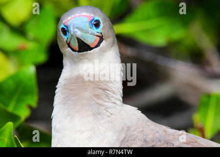 Portrait of Red-footed Booby (Sula sula) on Genovesa island, Galapagos National Park, Ecuador Stock Photo