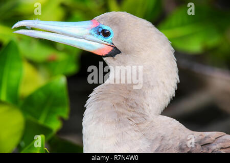 Portrait of Red-footed Booby (Sula sula) on Genovesa island, Galapagos National Park, Ecuador Stock Photo