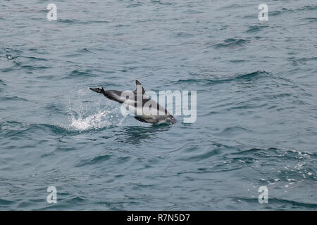 Dusky dolphin swimming off the coast of Kaikoura, New Zealand. Kaikoura is a popular tourist destination for watching and swimming with dolphins. Stock Photo