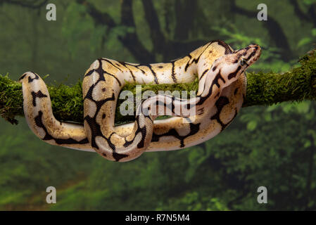 Close up of a bumble bee royal python coiled around a lichen covered branch Stock Photo