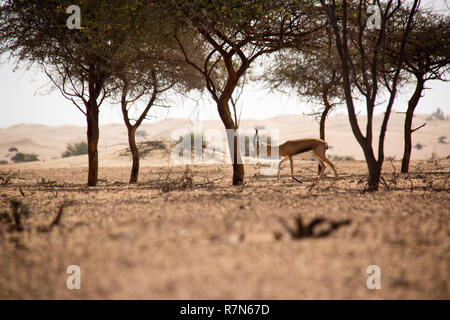 Wild Arabian Gazelle in the Dubai Desert Conservation Reserve in the United Arab Emirates. Stock Photo