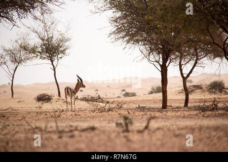 Sand Gazelle at Al Maha Desert Resort, UAE Stock Photo - Alamy