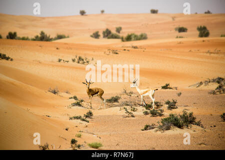 Sand Gazelle at Al Maha Desert Resort, UAE Stock Photo - Alamy