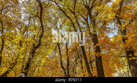Sky seen through yellow canopy in Salt Lake City Stock Photo