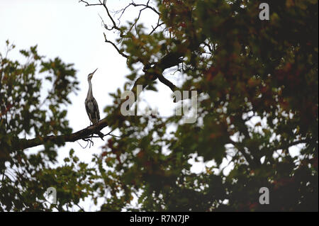 The Wild Grey Heron Sitting on Branch high on the Leafy Tree. Stock Photo