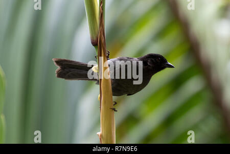 Yellow-thighed Finch (Pselliophorus tibialis) Stock Photo
