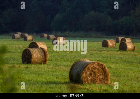 Hay bales on the field after harvest in morning. Freshly rolled hay bales on field in Latvia. Stock Photo