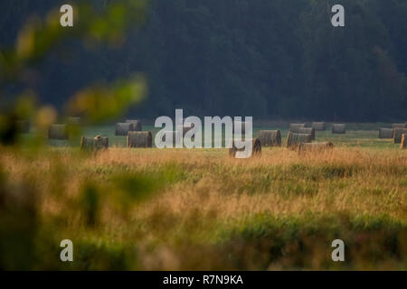 Hay bales on the field after harvest in foggy morning. Freshly rolled hay bales on field in Latvia. Stock Photo
