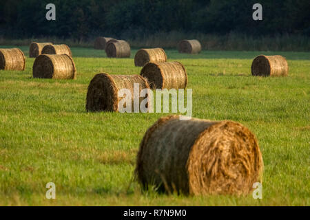 Hay bales on the field after harvest in morning. Freshly rolled hay bales on field in Latvia. Stock Photo