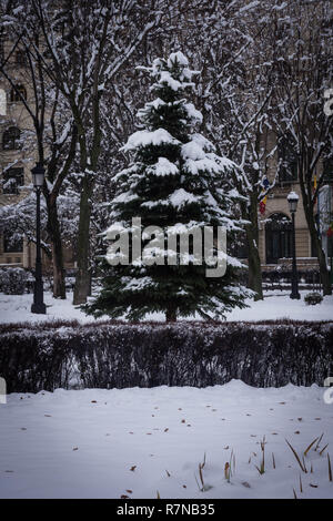 snowy pine in Sibiu, Romania Stock Photo