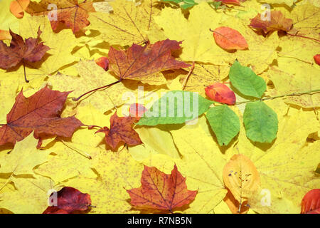 Autumn background from lot of colorful fallen yellow leaves on the ground outdoors top view Stock Photo