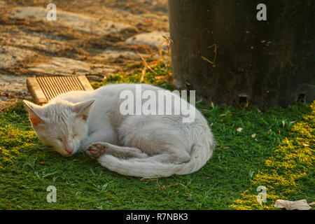 White domestic cat sleeps on green grass Stock Photo