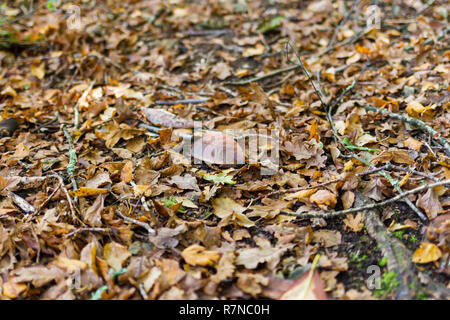 Fallen autumn leaves on the ground. Shallow dof. UK Stock Photo