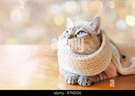 Cat with blue eyes looking up inside the house. May use it for Christmas mockup. Stock Photo