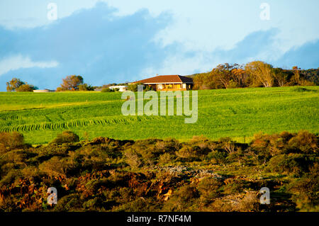 Wheat Field in Mid West - Western Australia Stock Photo