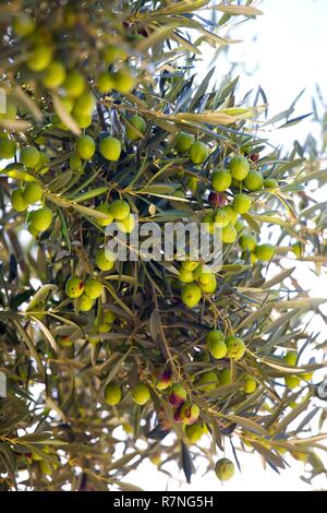 Close up of olive tree growing in Saint Catherine's Monastery in