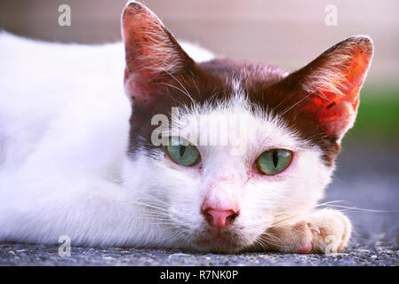 Portrait cute cat in the garden Stock Photo
