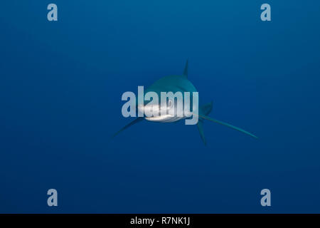 Blue shark-Requin bleu (prionace glauca), Pico island, Azores Archipelago. Stock Photo