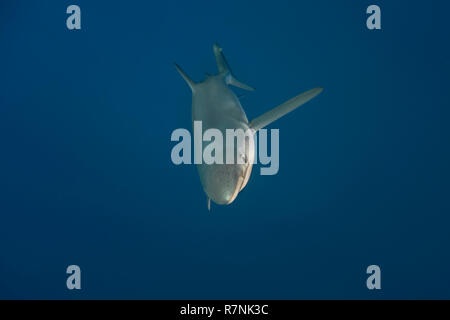 Blue shark-Requin bleu (prionace glauca), Pico island, Azores Archipelago. Stock Photo