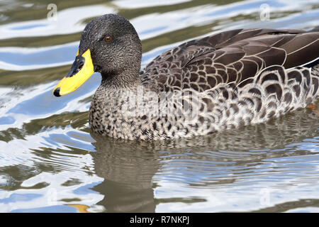 Close up of a yellow billed duck (anas undulata) swimming in the water Stock Photo