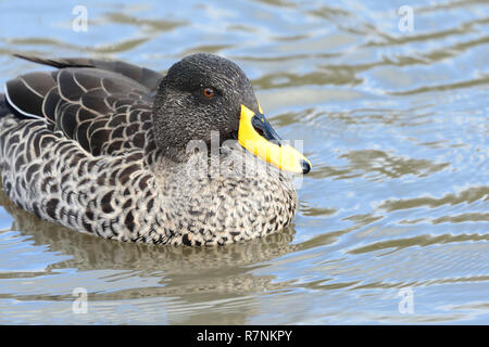 Portrait of a yellow billed duck swimming in the water Stock Photo