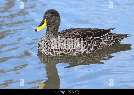 Portrait of a yellow billed duck swimming in the water Stock Photo