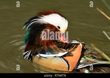 Portrait of a Mandarin duck (aix galericulata) preening itself in the water Stock Photo