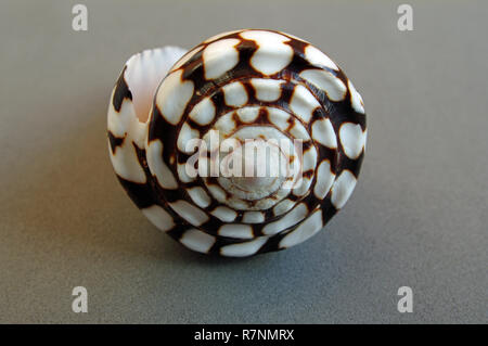 the shell of the predatory sea snail Conus marmoreus, the Marbled Cone snail, order conidae Stock Photo