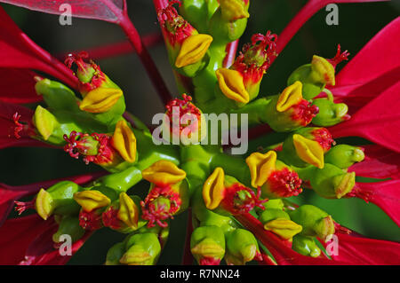 the Cyathium of Euphorbia pulcherrima, the Poinsettia, family Euphorbiaceae Stock Photo
