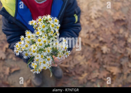 SMALL CHILD HANDS HOLDING A BOUQUET OF DAISIES. HIGH ANGLE VIEW. Stock Photo