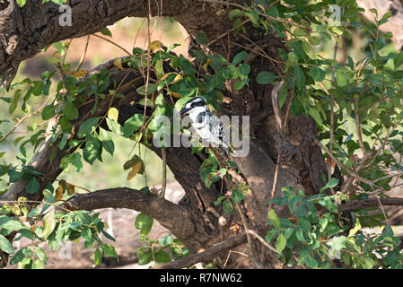 Pied kingfisher perched sits on a tree branch, Botswana Stock Photo