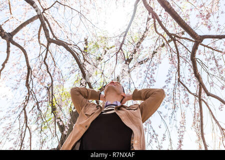 Looking up, low angle view on one man by cherry blossom sakura tree branch in spring with hands behind head happy, branches, sun, enjoying sunny weath Stock Photo