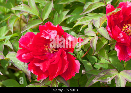 beautiful red peonies flowering on a bush in garden Stock Photo