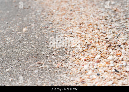 Carcass Shell Many seashells sea shells shelling on Sanibel Island, Florida during ...
