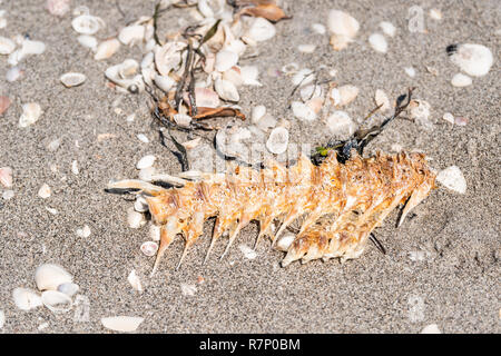 Many seashells sea shells shelling on Sanibel Island, Florida during day on Gulf of Mexico shore, fish skeleton bones, carcass Stock Photo