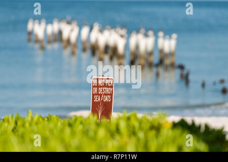 Old Naples, Florida pier pilings in gulf of Mexico with wooden jetty, ocean beach and sign for rules for do not pick or destroy sea oats green plants Stock Photo