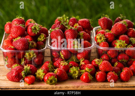 fresh strawberries from the garden when harvesting on wooden boxes in plastic containers for sale Stock Photo