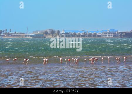 Namibia, Walvis Bay, flamingos Stock Photo