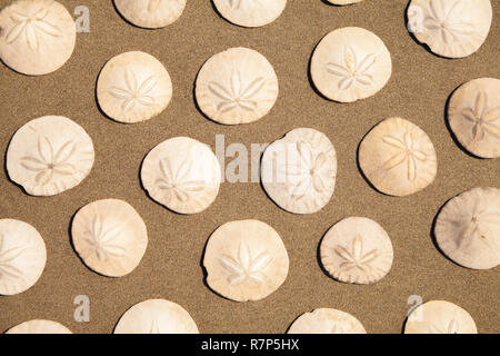 Sand Dollars in Pattern on Brown Beach Sand. Stock Photo
