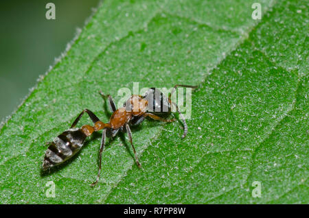 Graceful Twig Ant, Pseudomyrmex gracilis Stock Photo