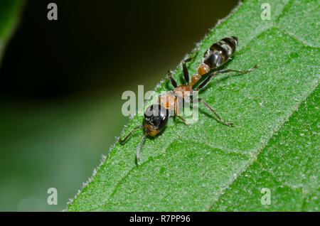 Graceful Twig Ant, Pseudomyrmex gracilis Stock Photo