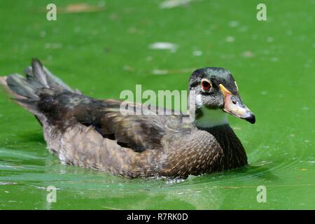 Portrait of a wood duck (aix sponsa) in eclipse plumage swimming in the water Stock Photo