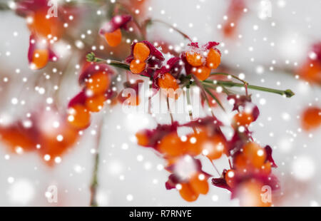spindle or euonymus branch with fruits in winter Stock Photo
