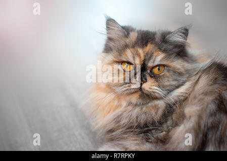 Fluffy colorful Persian cat on wooden background. Beautiful home long-haired young cat Stock Photo