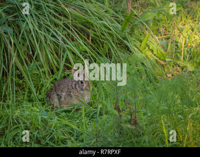 A wild eastern cottontail (Sylvilagus floridanus) in the grass eating something in a sunny afternoon. Stock Photo