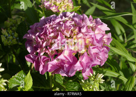 Hydrangea macrophylla, Hortensia (Suzanne 's garden, Le Pas, Mayenne, Pays de la Loire, France).  bigleaf hydrangea; bloom; blooming; blossoming; blos Stock Photo