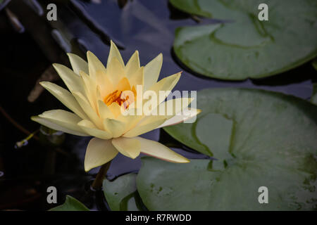 beautiful yellow Blooming Lotus waterlily Flower in pond Stock Photo