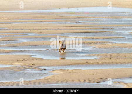 Little dog running through narrow channels at the beach. Stock Photo