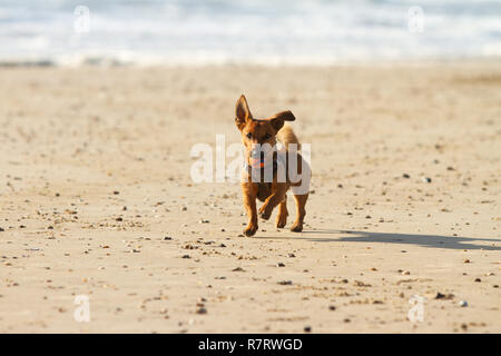 Little dog running and playing at the beach. Stock Photo